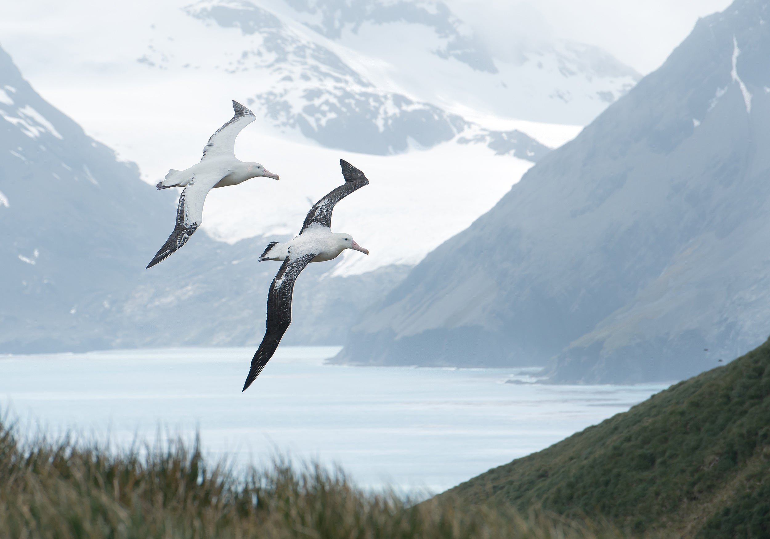A stock photo of two albatross flying across a landscape of mountains and a lake