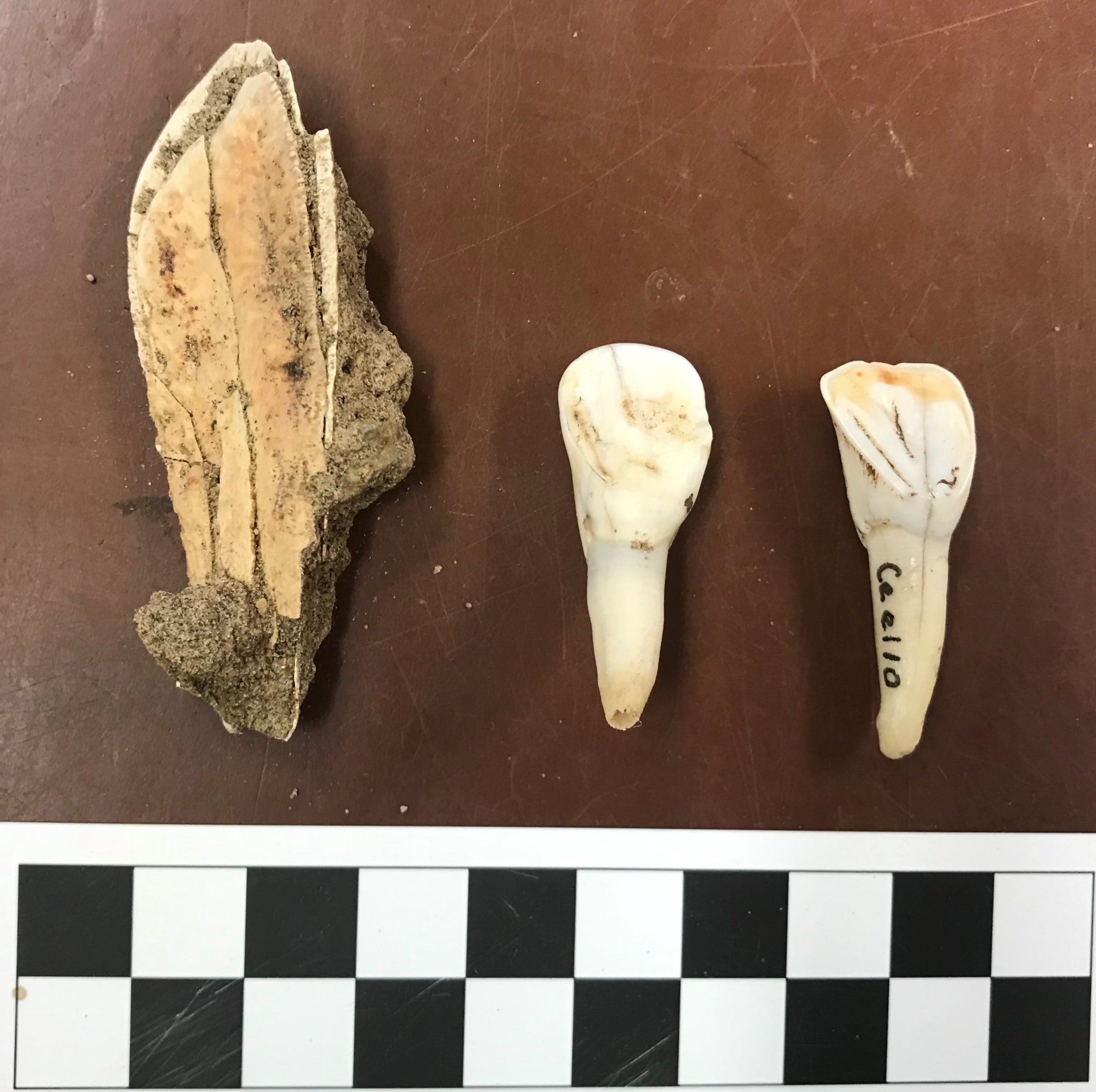 Camelops incisor from Unit 30 at Rimrock Draw, shown in association with a bison incisor (center) and elk incisor (right) from OGradys comparative collection.jpg