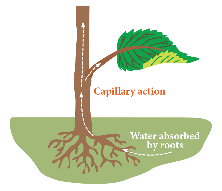 Capillary Action.png