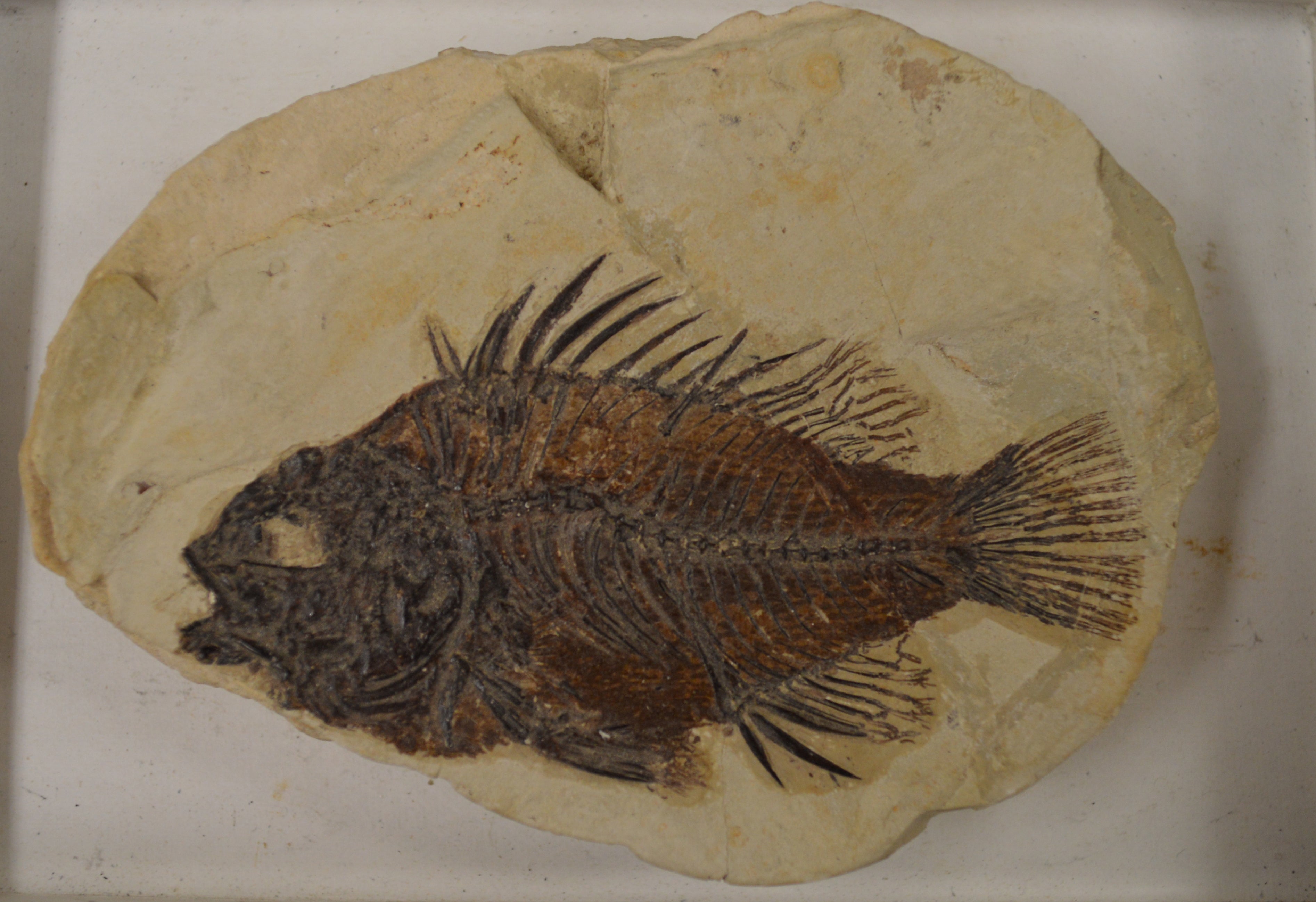 Fish fossil