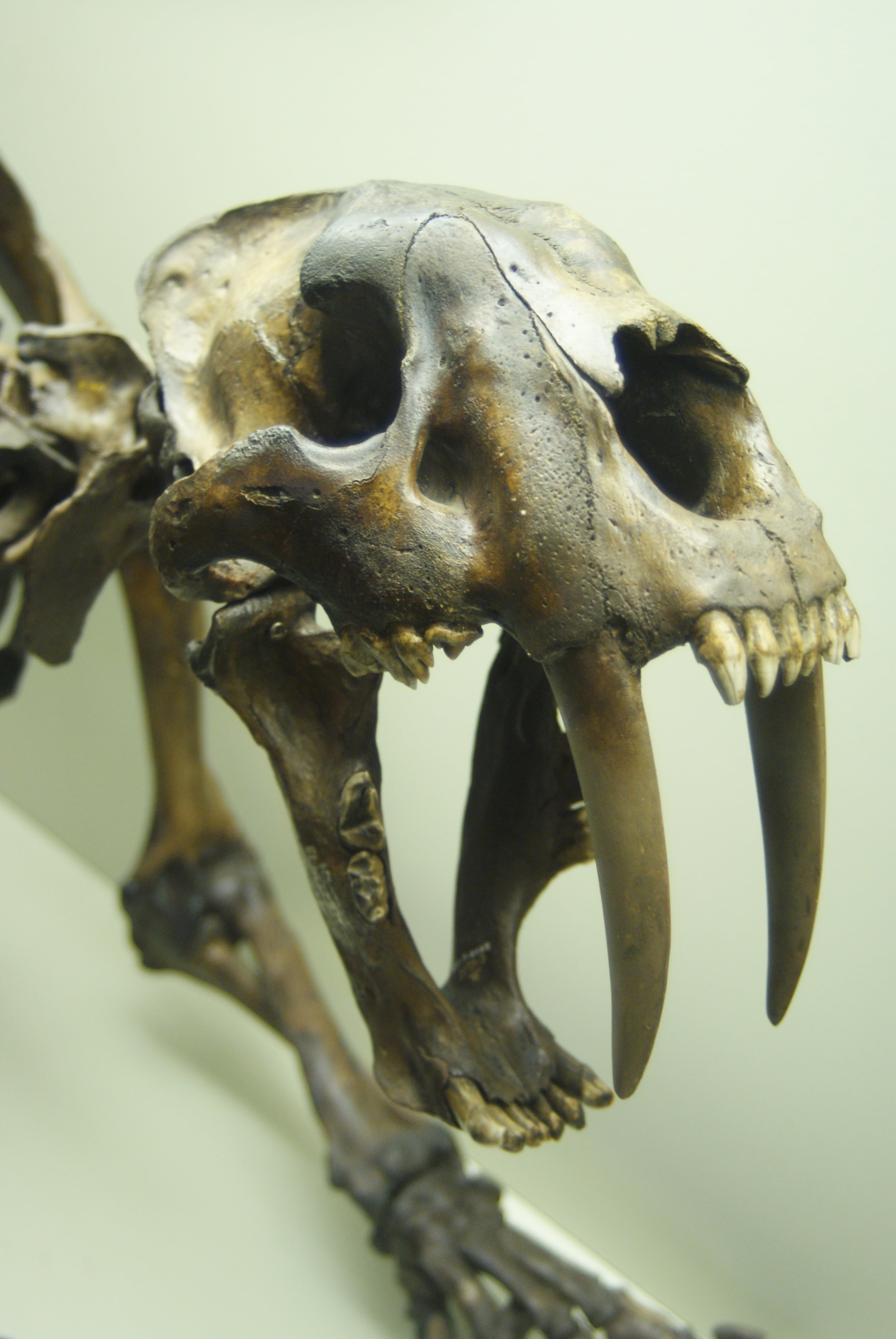 La_Brea_Smilodon_skull.jpg