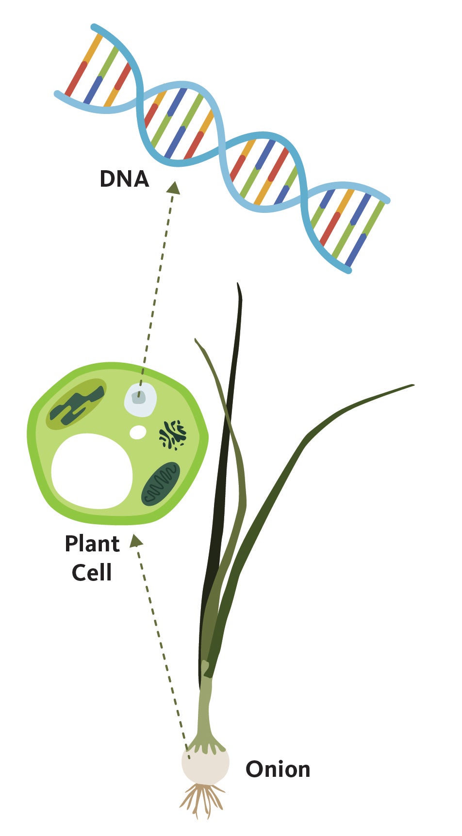 Onion DNA.jpg