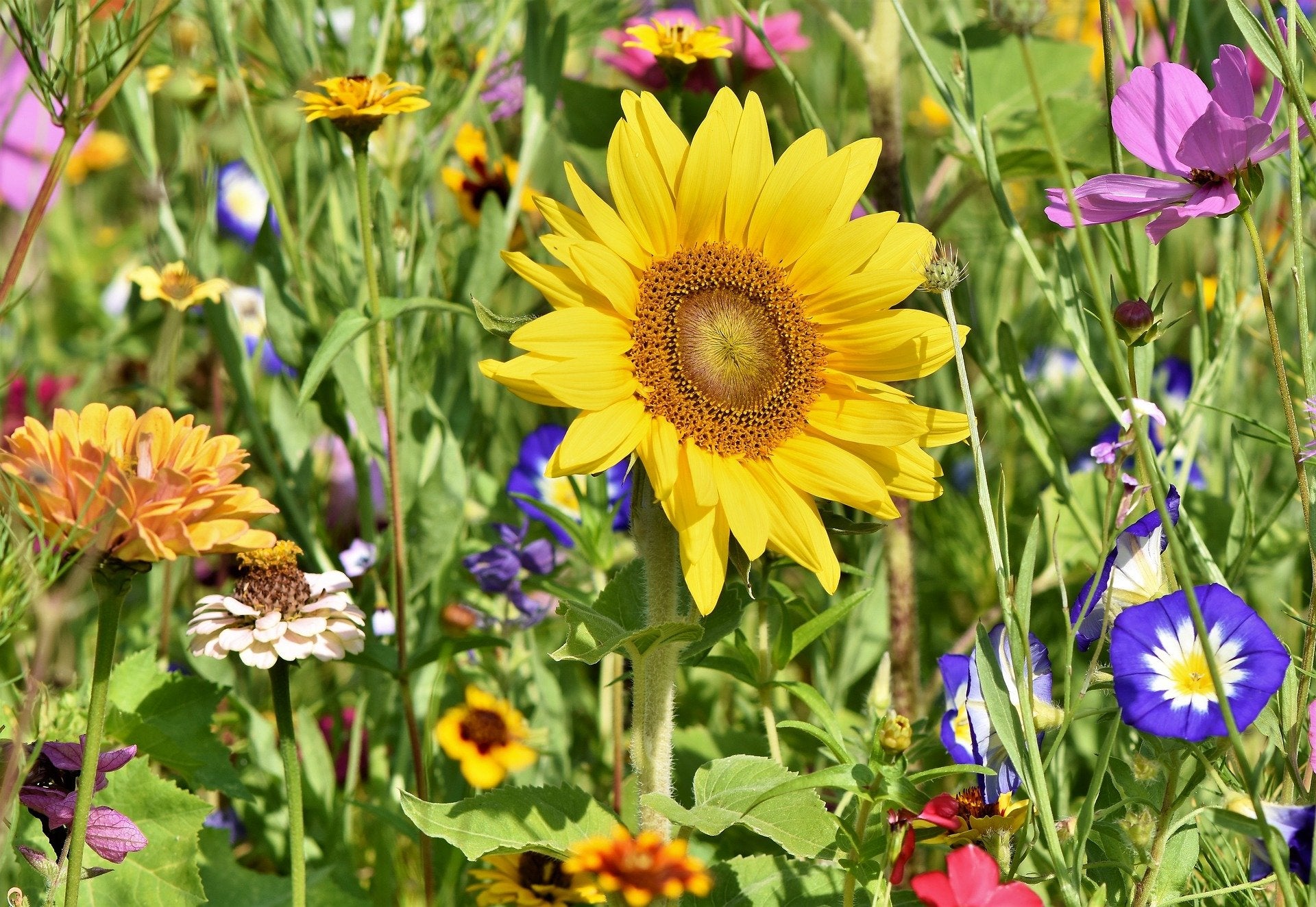 Prolific Flowers_0.jpg