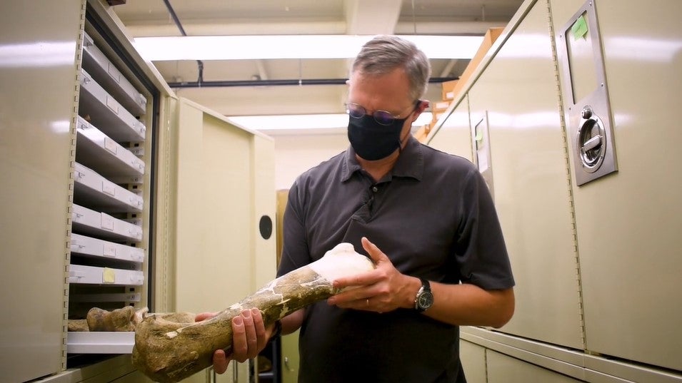 A paleontologist looks at a large fossil in the museum's collection.