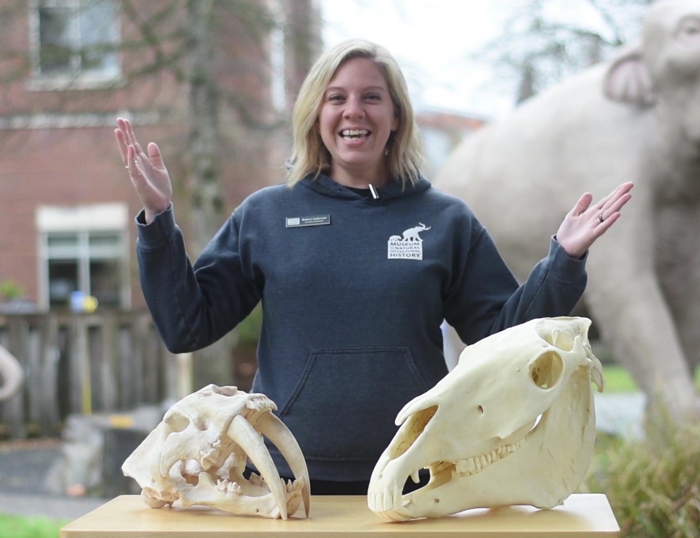 Skulls! A smilodon (saber tooth cat) and herbivore skull on a table.