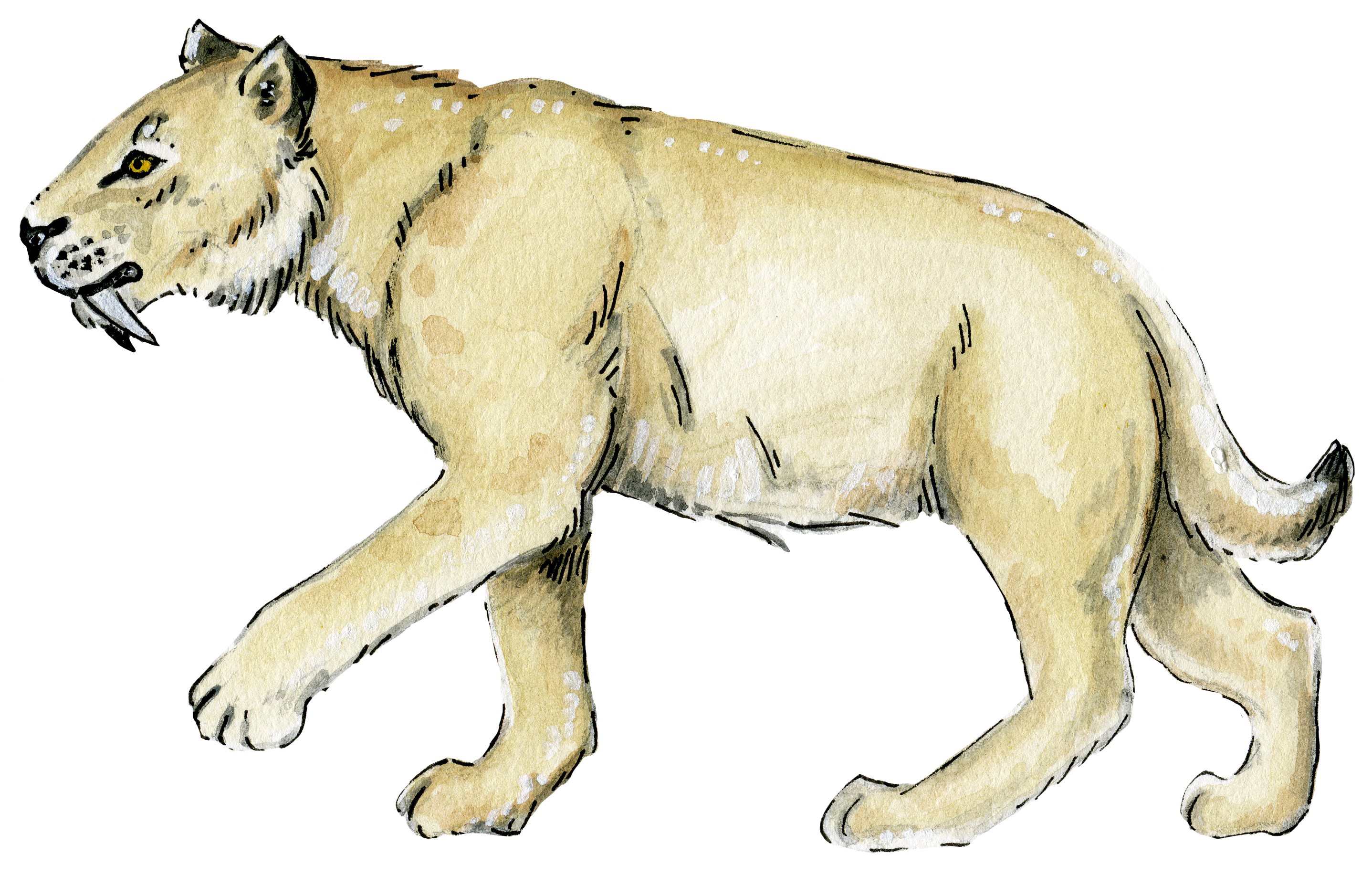 Smilodon_0.png