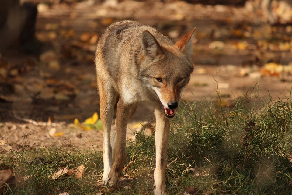 coyote-3558415_960_720.jpg