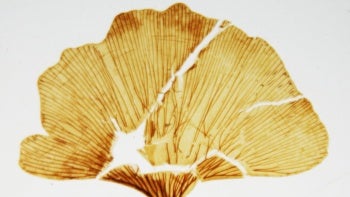 ginkgo_adiantoides_horiz-350x197.jpg