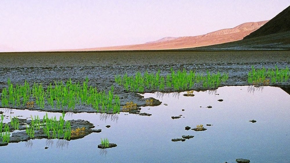 ordovician_land_plants.jpg