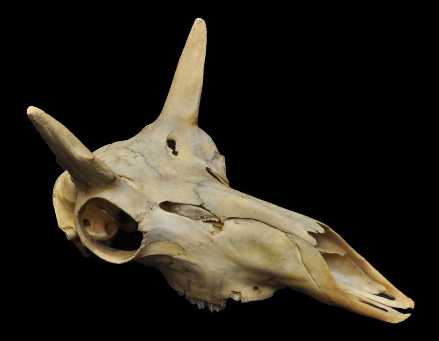 vertebrate_horn_08.jpg