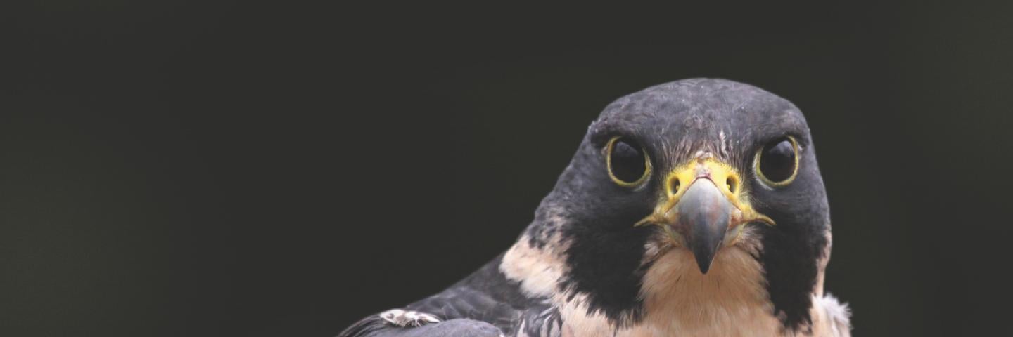 Peregrine Falcon