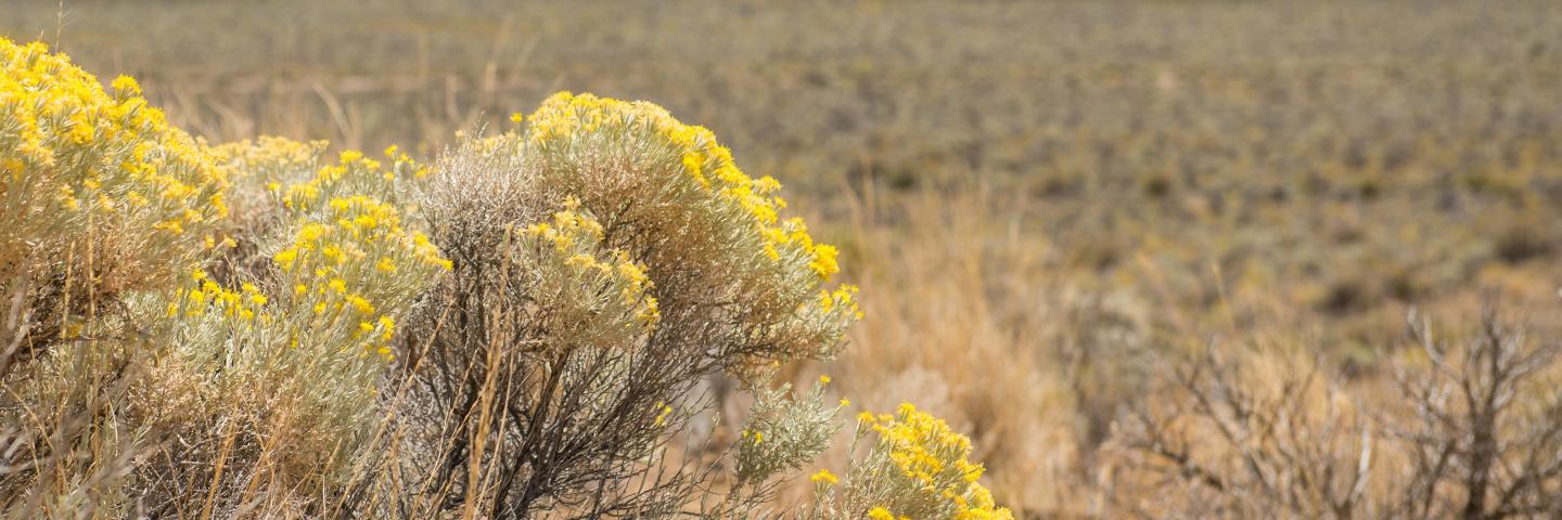 Rabbitbrush in central Oregon