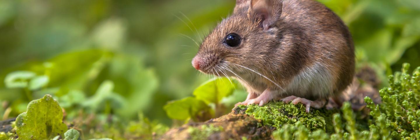 A small fuzzy mouse hangs out amidst green generic nature. 