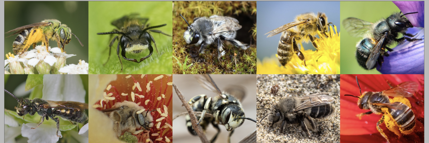 A colorful collage of bees