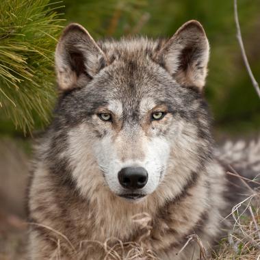 Gray wolf