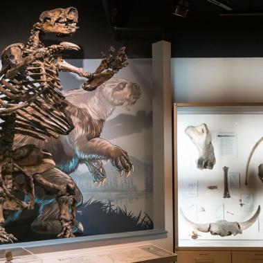 Harlan's Ground Sloth Skeleton