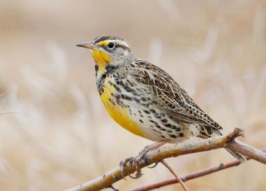 Western meadowlark sitting on a branch.