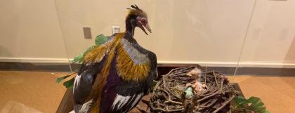 Archaeopteryx sculpture by Dennis WIlson