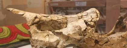 Rhino skull from Kyrgystan
