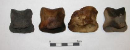 Horse Toe Bones