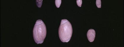 Large Olivella Beads