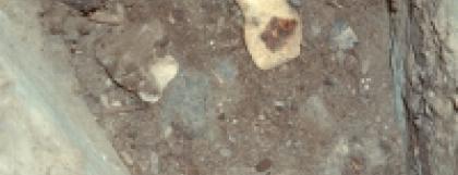 Pleistocene Camel Bone