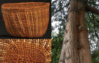 Twined basket and Western red cedar