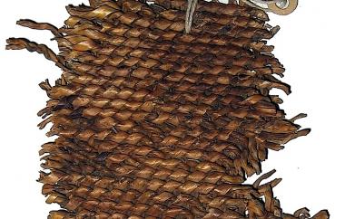 Close cross-warp twining basketry fragment