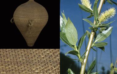 Twined, jar-shaped basket and willow plant