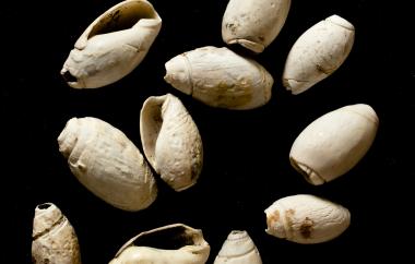 Olivella Shell Beads