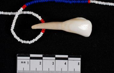 Glass Beads and Teeth Necklace, detail