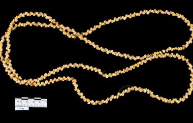 String of Gastropod shells