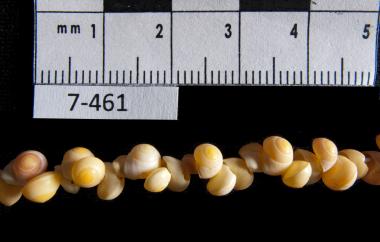String of Gastropod shells, detail