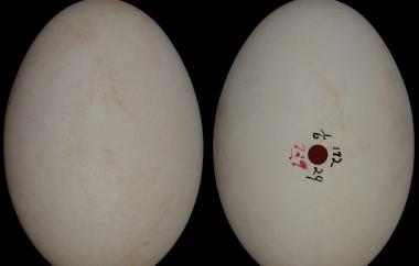 Canada goose egg