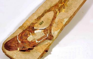 Pterosaur skull