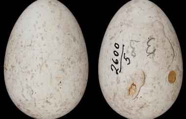 House Sparrow egg
