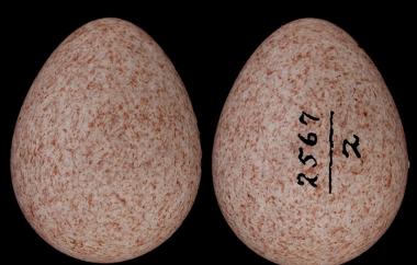 House Wren egg