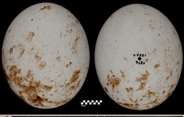 Red-shouldered Hawk Egg
