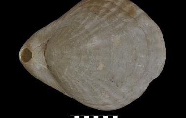 Living terbratulid, Terebratella sanguinea, Tasmania, Australia - Specimen #C20