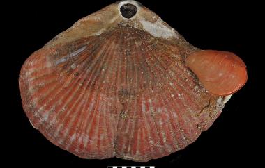 Two living terebratulids, Magasella sanguinaria, Attached smaller Waltonia inconspicua. Stewart Island, New Zealand - Specimen #C31