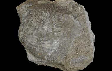 Original shell productid, Dictyoclostus portlockianus, Edwardsville, Kansas, Plattsburg Limestone, Pennsylvanian (Missourian) - Specimen #P11167A
