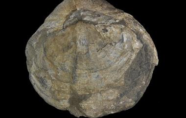 Original shell of thick shelled spiriferid, Johndearia isbelli, Gerroa, New South Wales, Westley Park Sandstone, Middle Permian (Capitanian) - Specimen #P12183