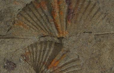 Internal mold of spiriferid, Mucrospirifer mucronatus, Alfred Station, New York, Alfred Shale, Late Devonian (Famennian) - Specimen #P12771A