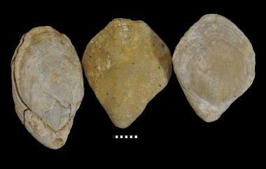 Original shell terbratulid, Magellania grandis, Qualco, South Australia, Cadell Marl, Middle Miocene (Langhian) - Specimen #P12993A-C