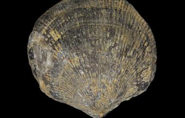 Original shell atrypid, Desquamatia zonata, Yiliang, China, Nagpenji Formation, Middle Devonian (Givetian) - Specimen #P13038
