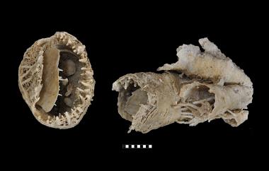 Prorichthofenid or coral-like brachiopod silicified, Cyclantharia kingorum, Glass Mountains, Texas, Word Formation, Middle Permian (Wordian) - Specimen #P8605