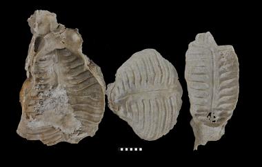 Leptodid or oysterlike brachiopod silicified, Collemataria elongata, Glass Mountains, Texas, Word Formation, Middle Permian (Wordian) - Specimen #P8607