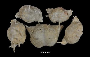 Productid silicified, Paucispinifera auriculata, Glass Mountains, Texas, Word Formation, Middle Permian (Wordian) - Specimen #P8610