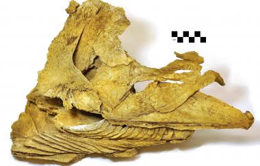 Lower portion of spike-toothed salmon skull, seen from right side