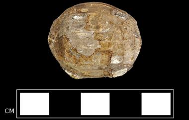 Hazel nut permineralized in silica